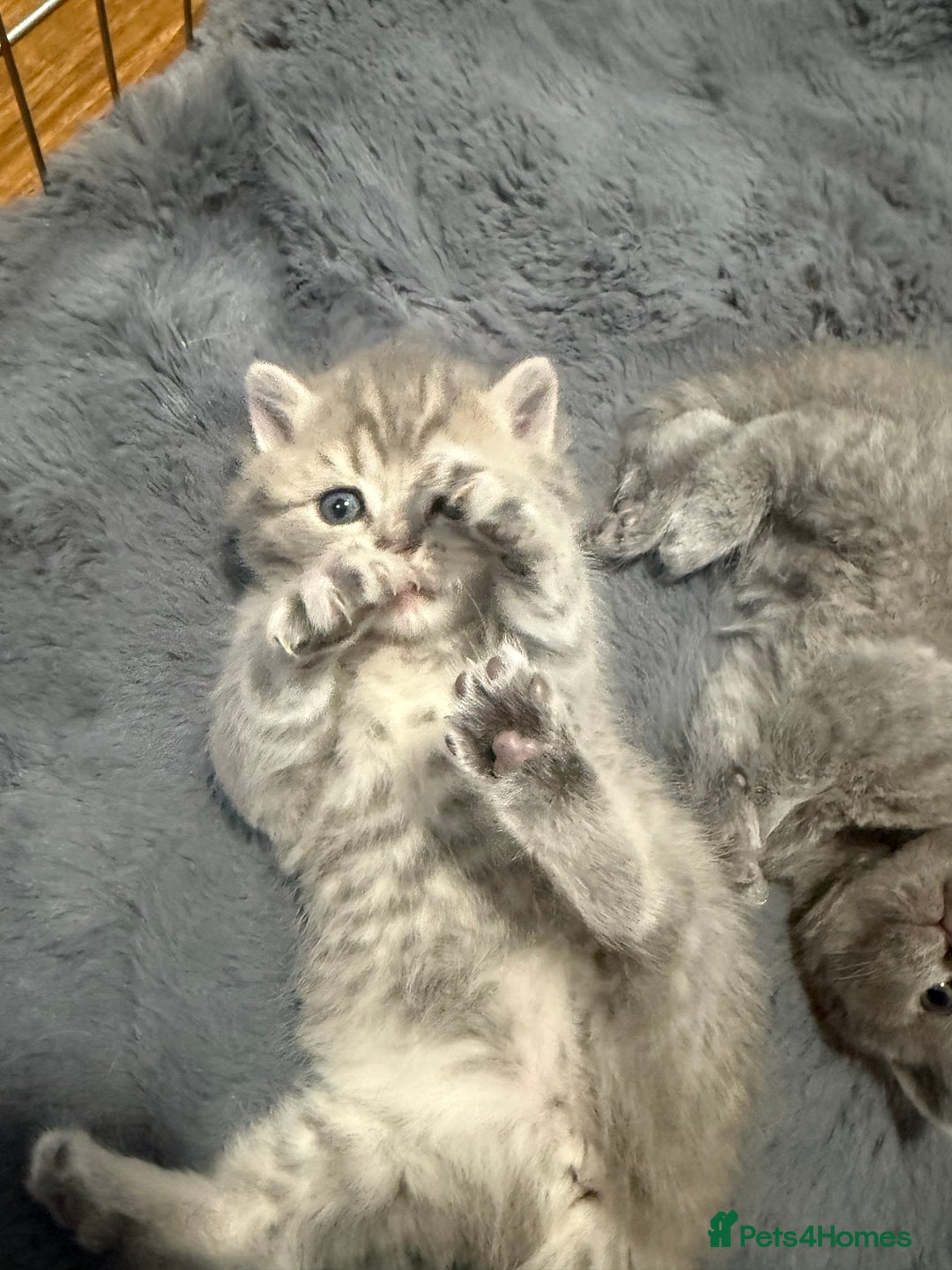 Scottish Fold cats for sale: Scottish fold kittens  - Advert 11