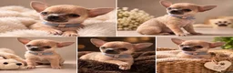 Chihuahua dogs for sale: Male  - Advert 8