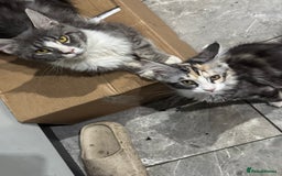 Maine Coon cats for sale: 6 months old female Mainecoon  - Image 6