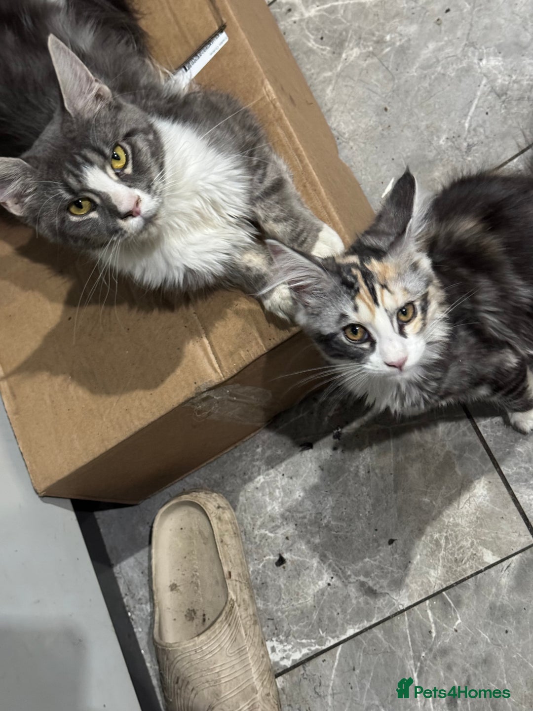 Maine Coon cats for sale: 6 months old female Mainecoon  - Image 6