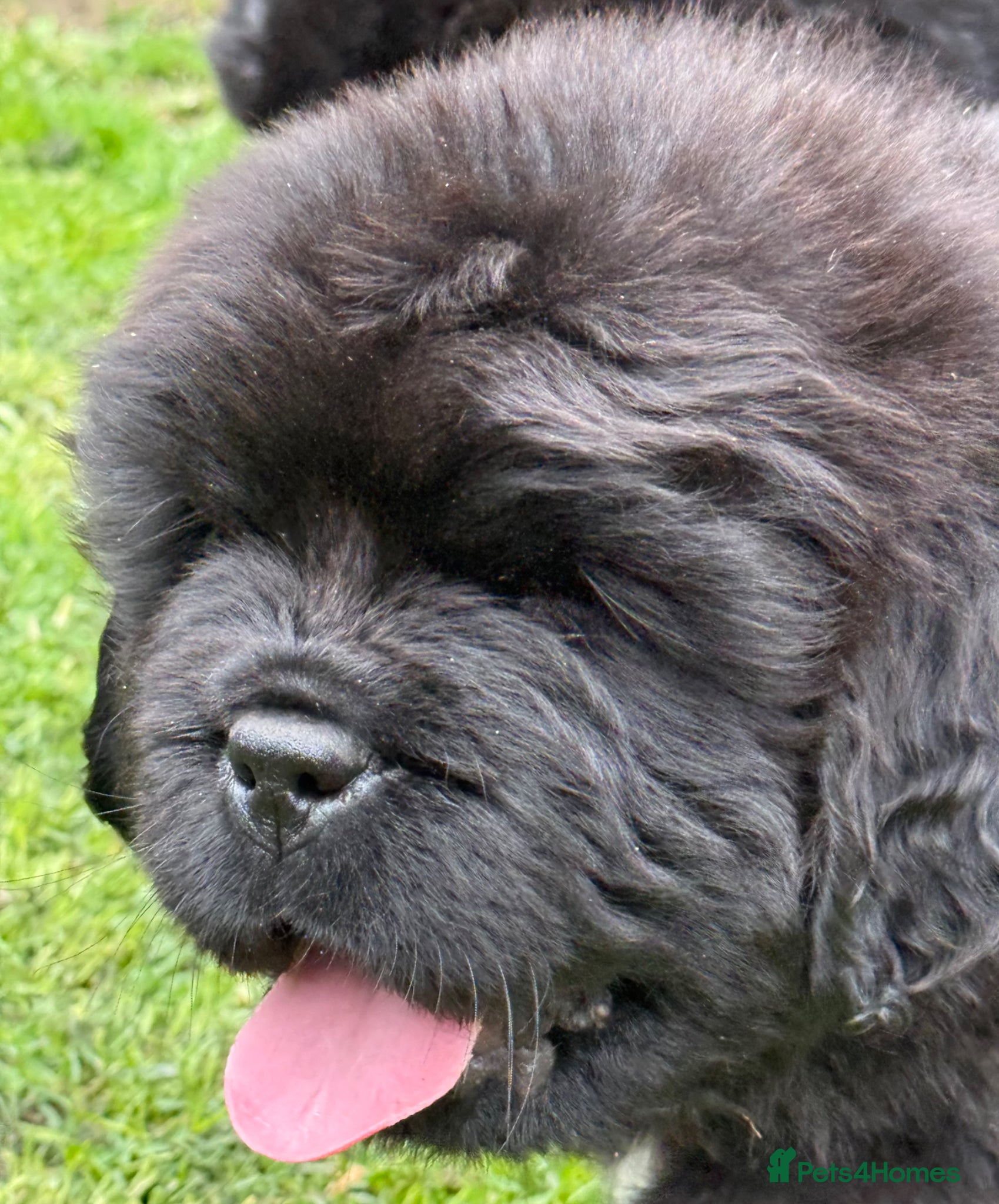 Newfoundland dogs Ch Sired beautiful Newfoundland male - Advert 3