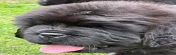 Newfoundland dogs for sale: Ch Sired beautiful Newfoundland male - Advert 1