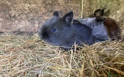 Netherland Dwarf rabbits for sale: Beautiful netherland dawf lop bunnies  - Image 6