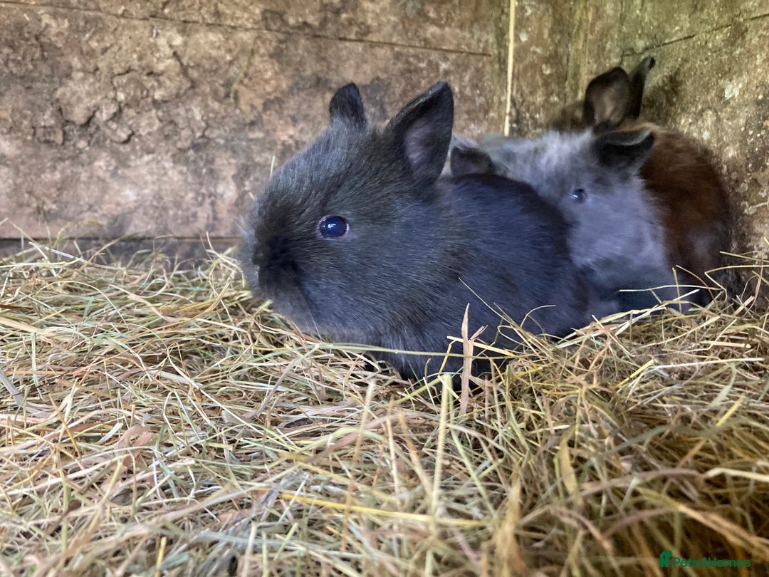 Netherland Dwarf rabbits for sale: Beautiful netherland dawf lop bunnies  - Image 6