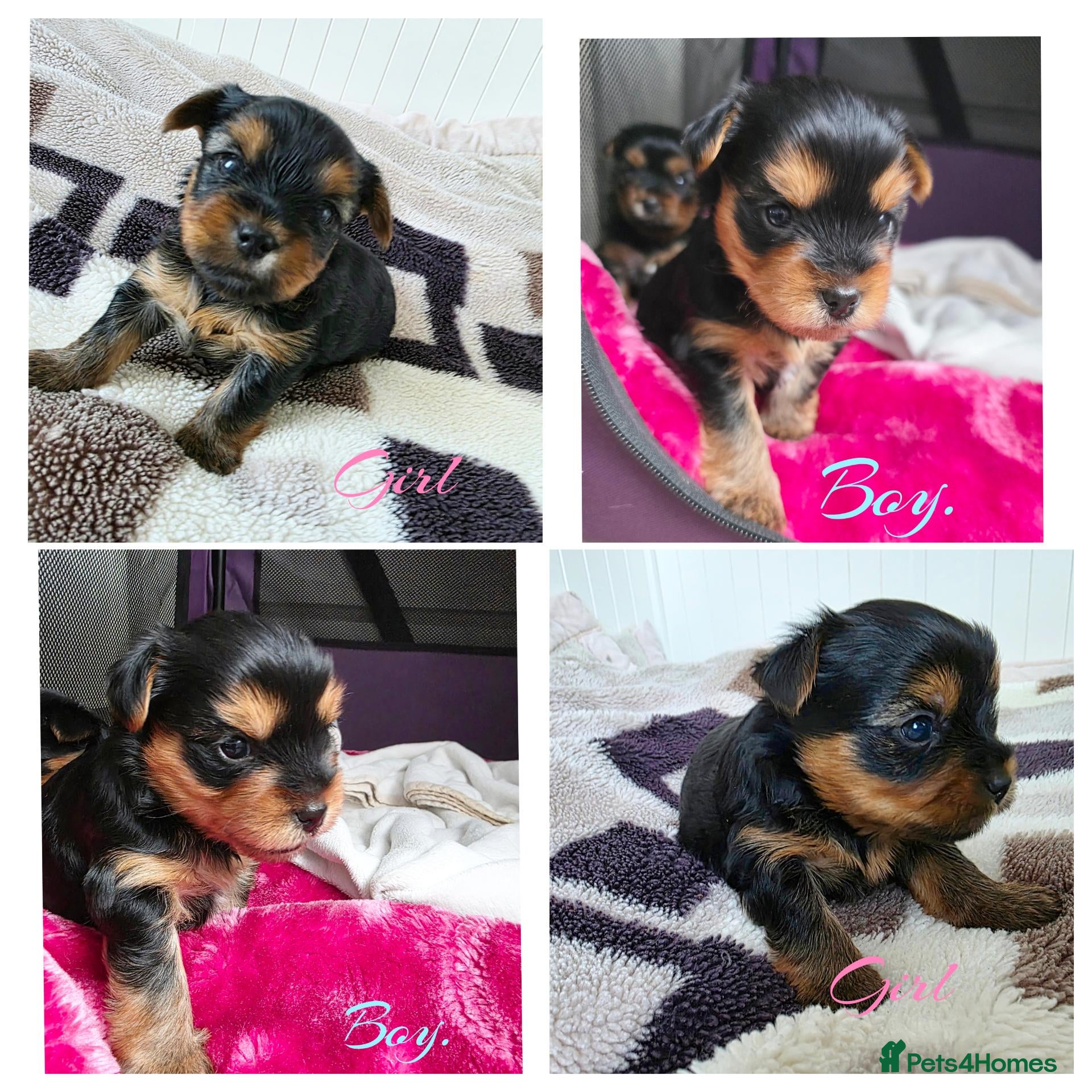 Yorkshire Terrier dogs 💕Yorkshire Terrier puppies.💕 - Advert 10