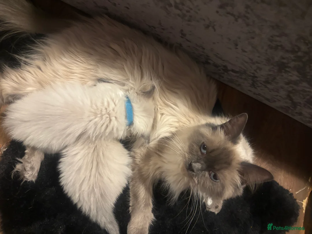Ragdoll cats for sale: Ragdoll bundle of joys. - Advert 2