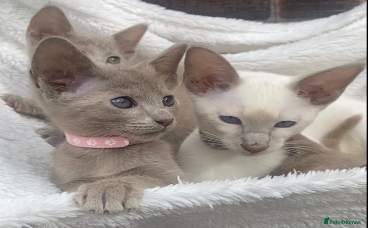 Oriental cats - Advert 3