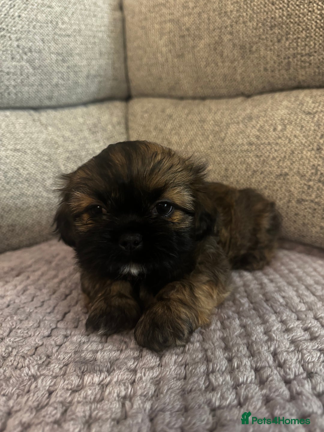 Mixed Breed dogs for sale: Shih Tzu cross patterdale pups - Advert 5