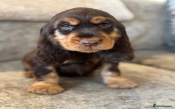 Cocker Spaniel dogs for sale: BEAUTIFUL SHOW TYPE COCKER SPANIELS  - Image 30