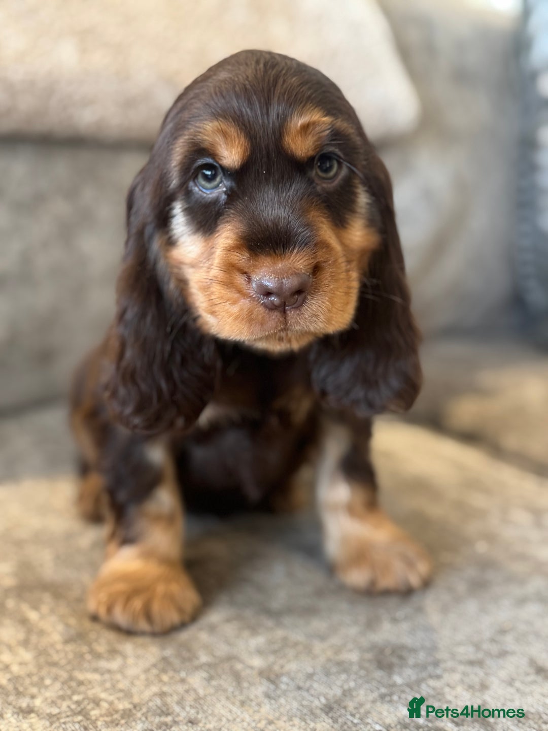 Cocker Spaniel dogs for sale: BEAUTIFUL SHOW TYPE COCKER SPANIELS  - Image 30