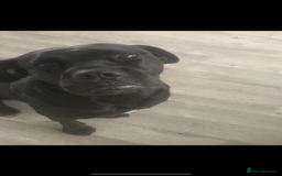 Cane Corso dogs for sale: Cane corso seeking a loving home  - Image 4