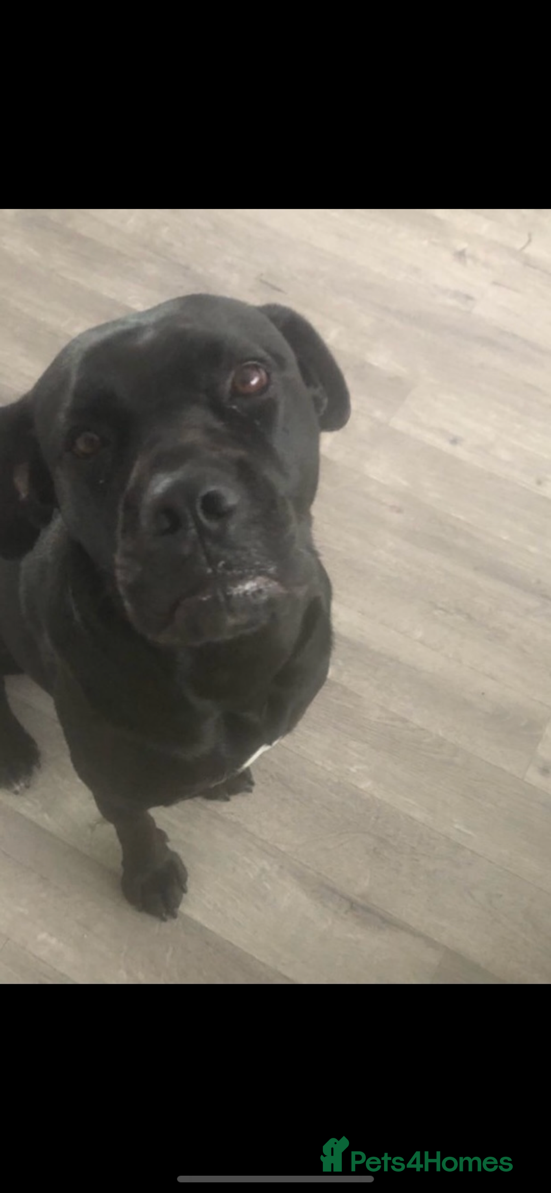 Cane Corso dogs for sale: Cane corso seeking a loving home  - Image 4