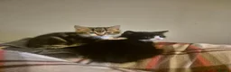 Mixed Breed cats for sale: Kittens Looking for Family Homes  - Advert 3