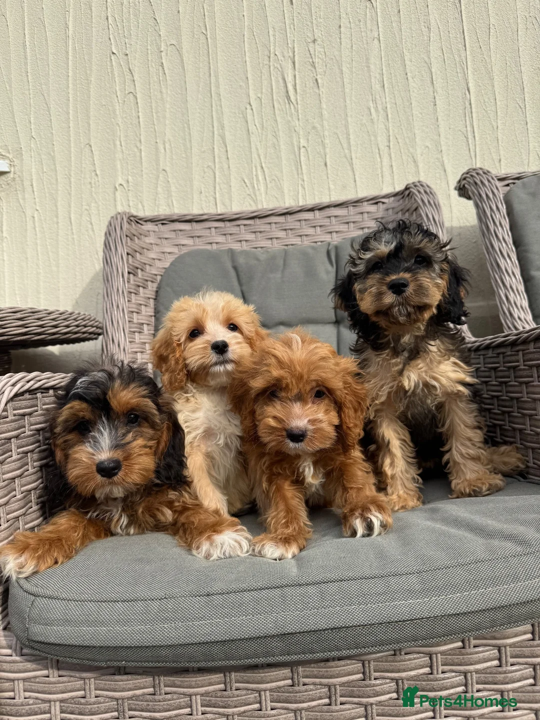 Cockapoo dogs for sale: F1 pra clear Cockapoos(council licensed) - Advert 1
