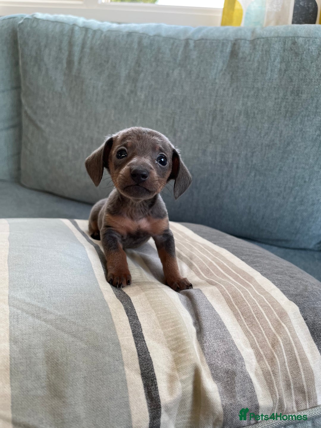 Miniature Dachshund dogs for sale: Micro mini dachshund  - Image 6