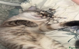 Bengal cats for sale: Beautiful boy  - Image 5