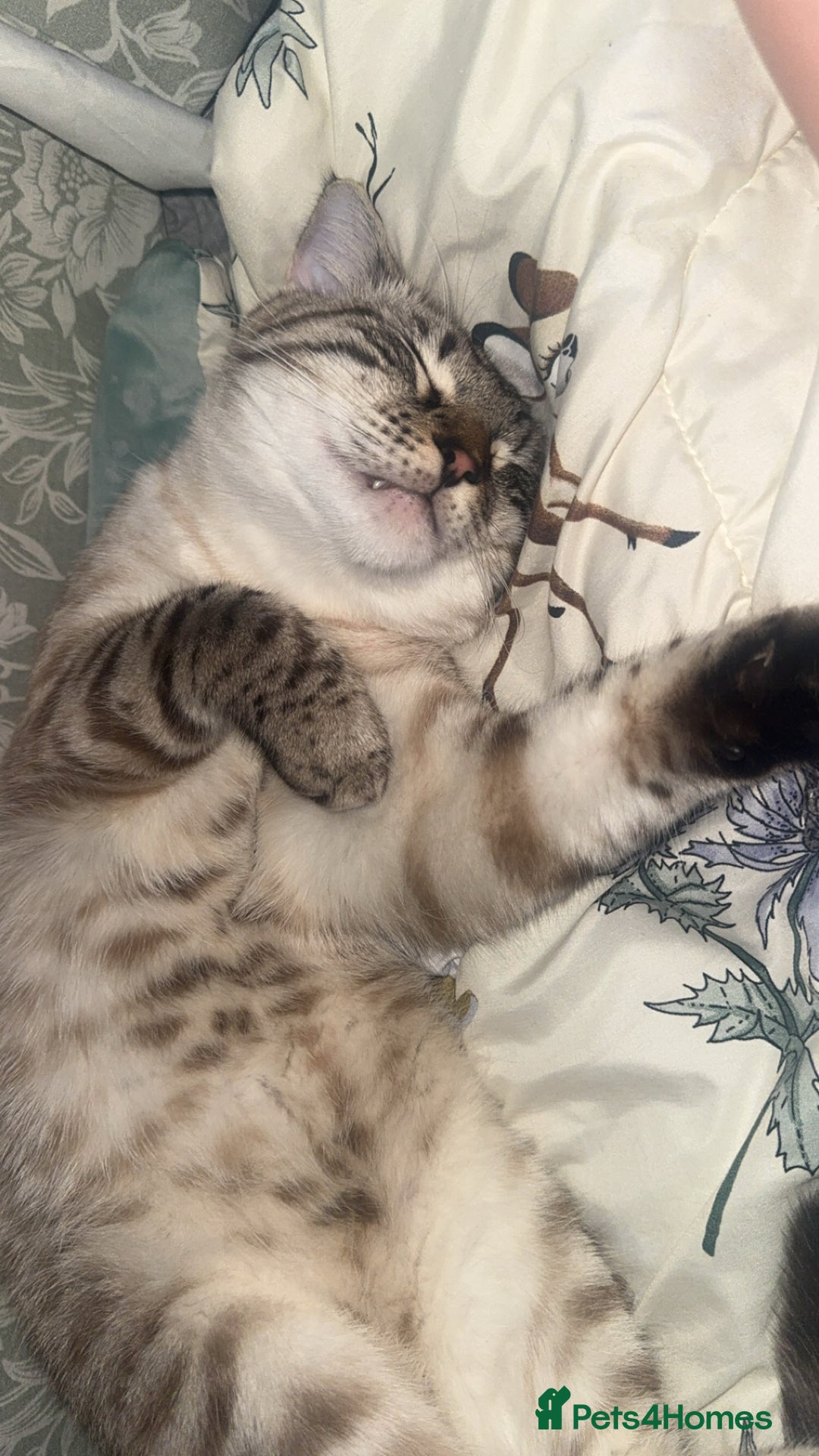 Bengal cats for sale: Beautiful boy  - Image 5