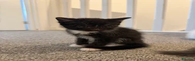 Domestic Shorthair 1