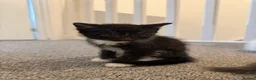 Domestic Shorthair cats for sale: Kittens. - Advert 3