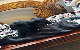 Jackapoo dogs for sale: outstanding jackapoo puppies  - Image 2