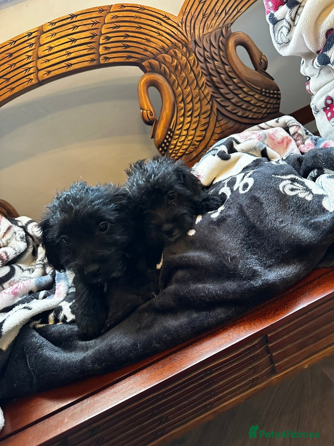 Jackapoo dogs for sale: outstanding jackapoo puppies  - Image 2