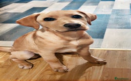 Labrador Retriever dogs for sale: Labrador puppy looking for her forever home - Image 3