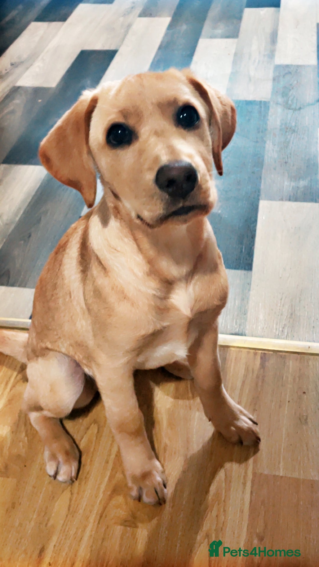 Labrador Retriever dogs for sale: Labrador puppy looking for her forever home - Image 3