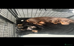 Miniature Dachshund dogs for sale: Adorable miniature dachshund long hair fully vac - Image 10