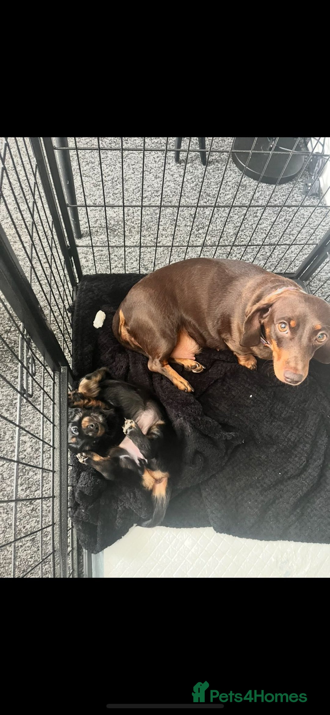 Miniature Dachshund dogs for sale: Adorable miniature dachshund long hair fully vac - Image 10