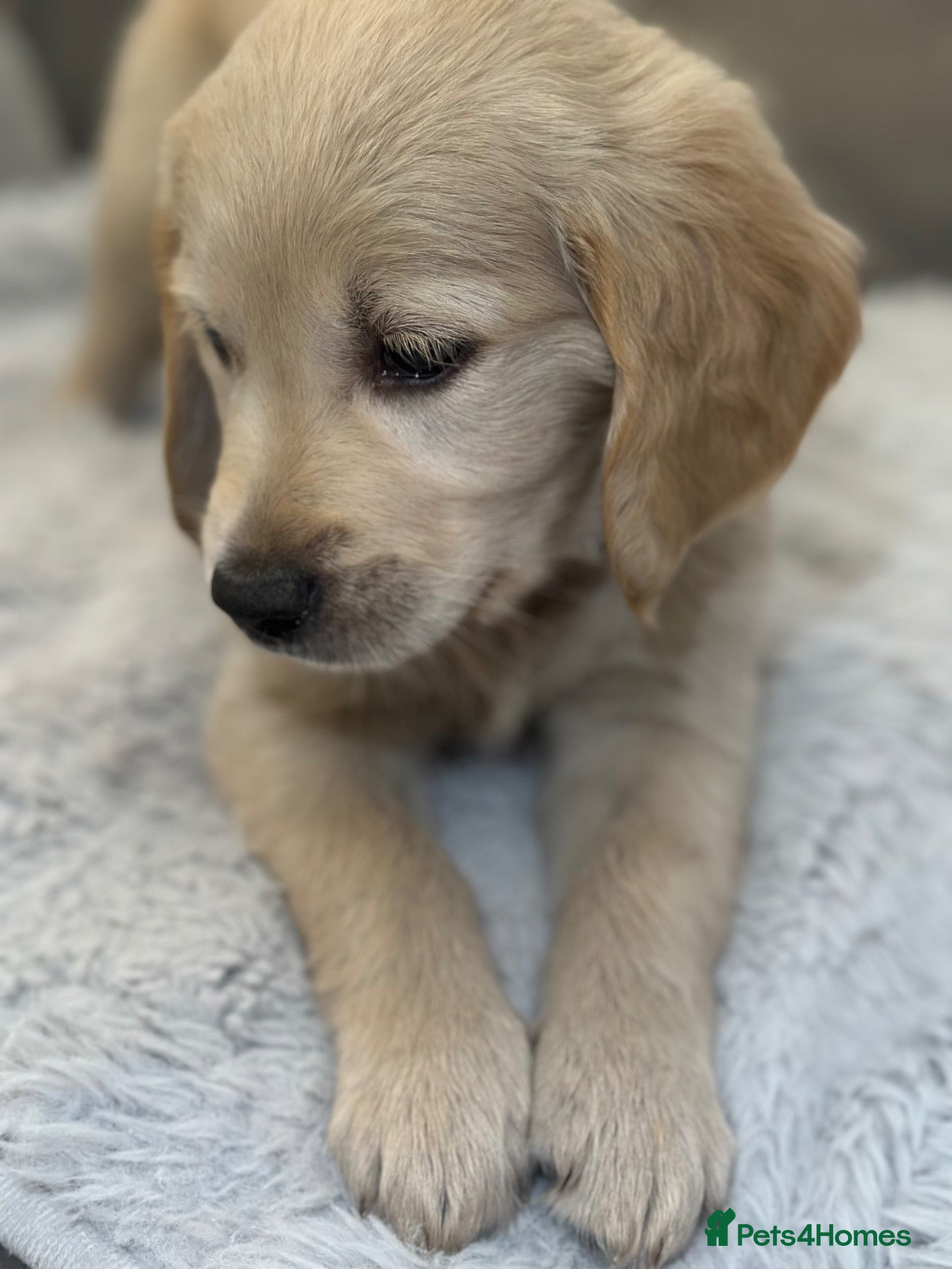 Golden Retriever dogs *Beautiful KC Golden retriever puppies* - Advert 2
