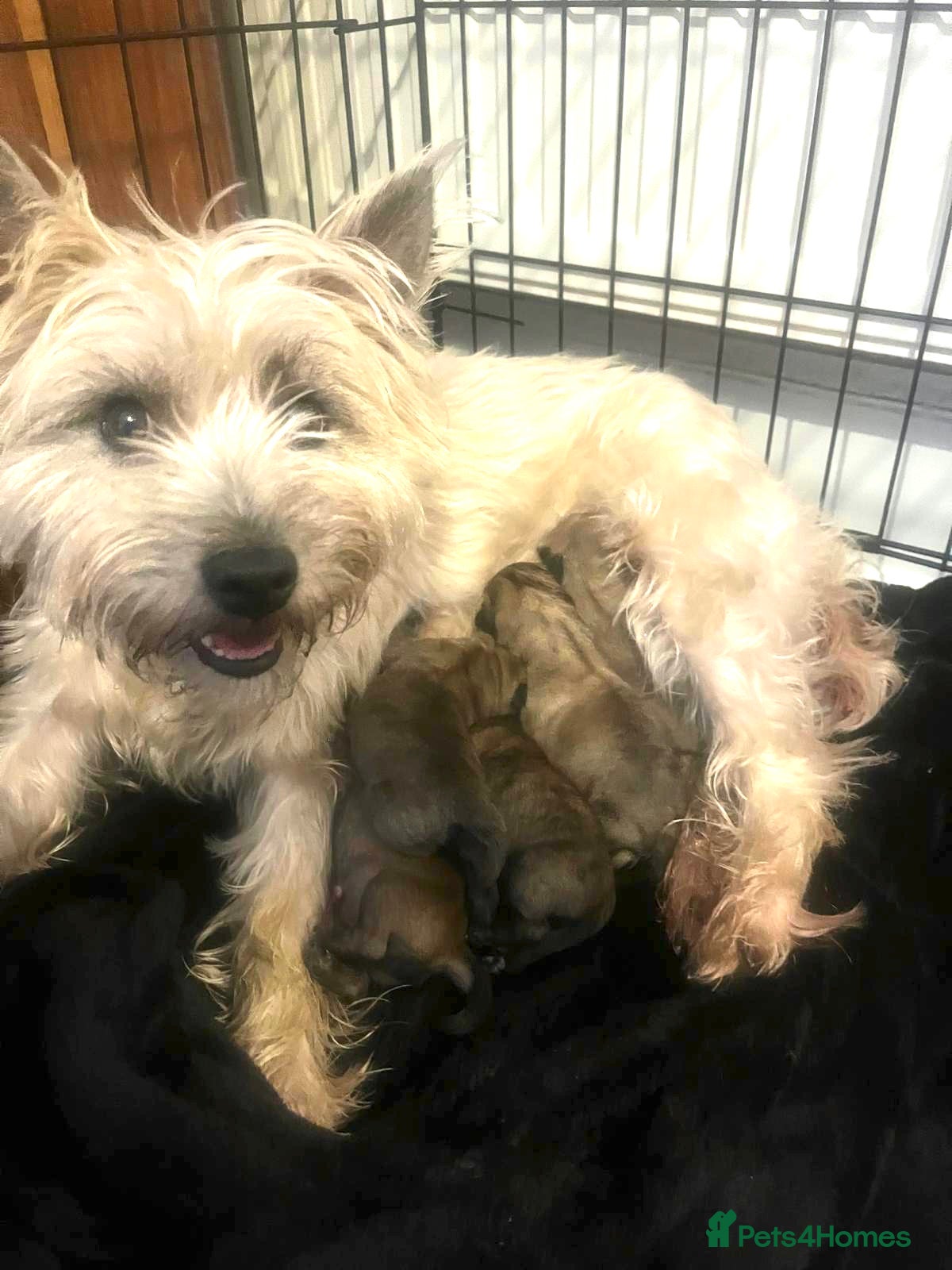 Cairn Terrier dogs Gorgeous cairn terrier puppies - Advert 1