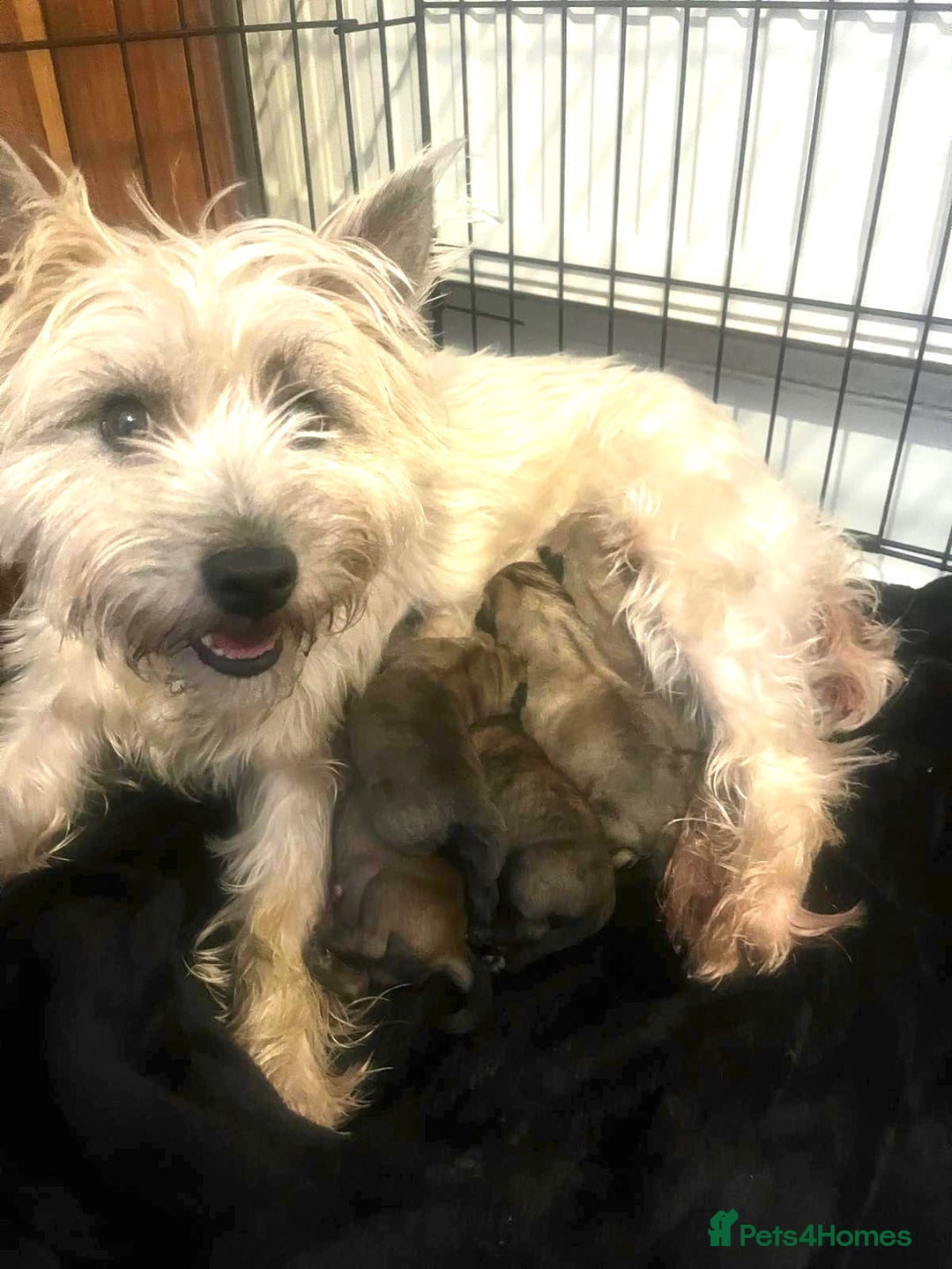 Cairn Terrier dogs for sale: Gorgeous cairn terrier puppies - Advert 1