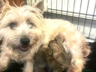 Cairn Terrier dogs Gorgeous cairn terrier puppies - Advert 1
