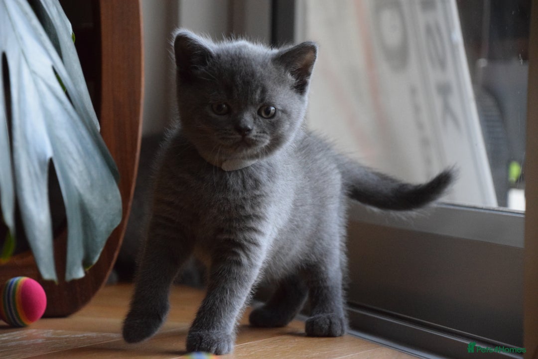 British Shorthair cats for sale: BSH Blue kittens, 3xgirls 3xboys - Image 25