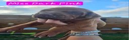 Rhodesian Ridgeback dogs for sale: Beautiful Rhodesian Ridgeback Puppies  in Doncaster - Advert 3