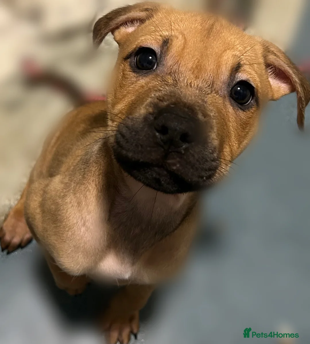 Mixed Breed dogs for sale: Classic Bully Pups. in Manchester - Advert 2