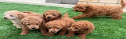 Toy Poodle dogs for sale: Kc red toy poodle puppys - Advert 9