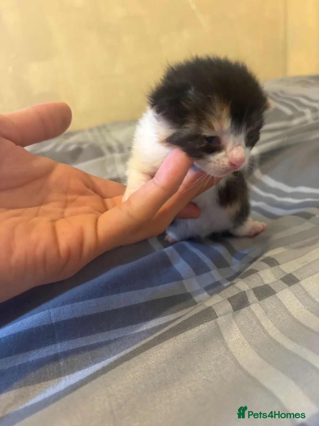 Mixed Breed cats for sale: Kittens  - Advert 3