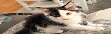 Maine Coon 1