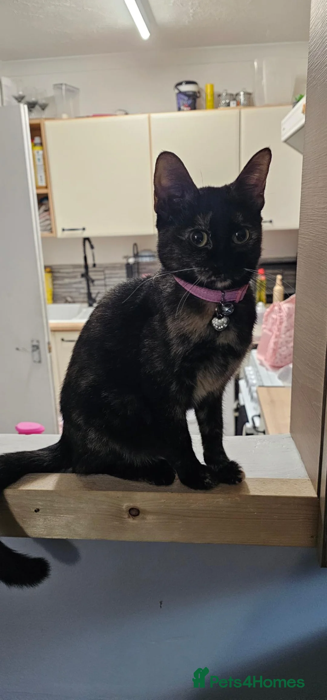 Mixed Breed cats for sale: Chi-Chi And lucas in Maidenhead - Advert 2