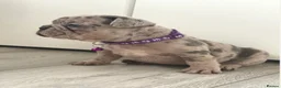 French Bulldog dogs for sale: Beautiful French Bulldog Puppies in Cardiff - Advert 19
