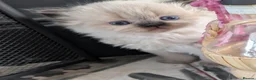 Persian cats for sale: ✨ Beautiful Persian Kittens for Sale ✨ - Advert 6