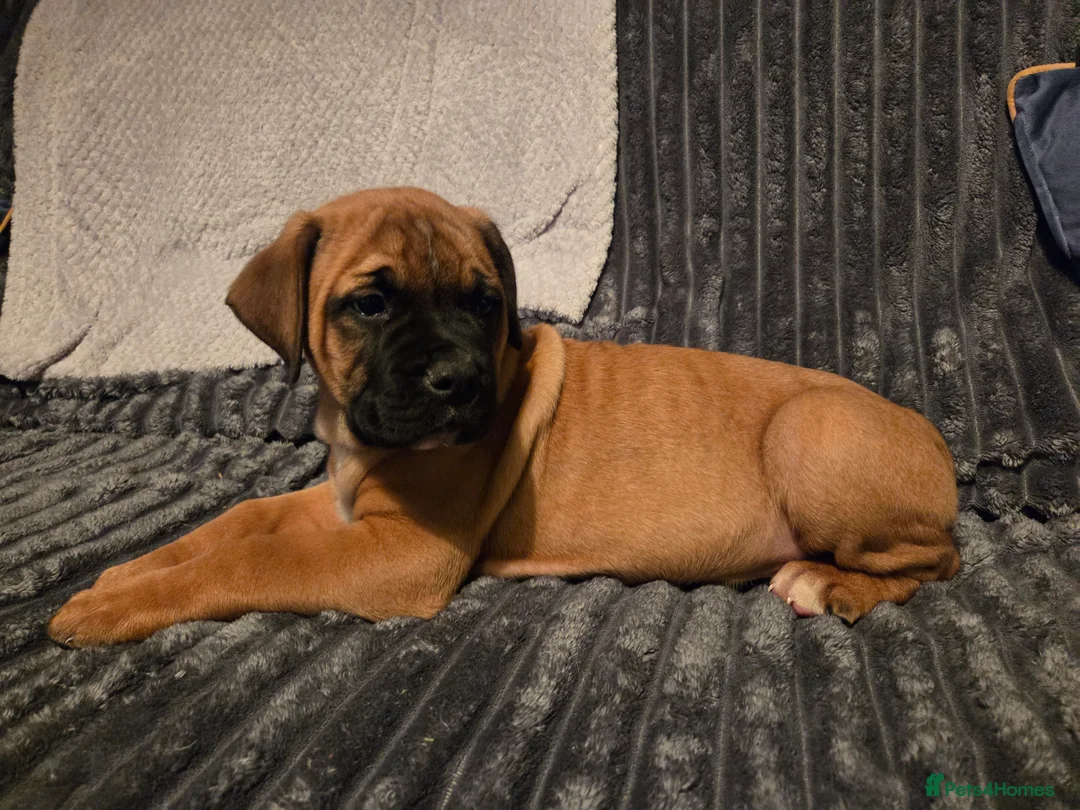 American Bulldog dogs for sale: American bulldog  - Advert 2