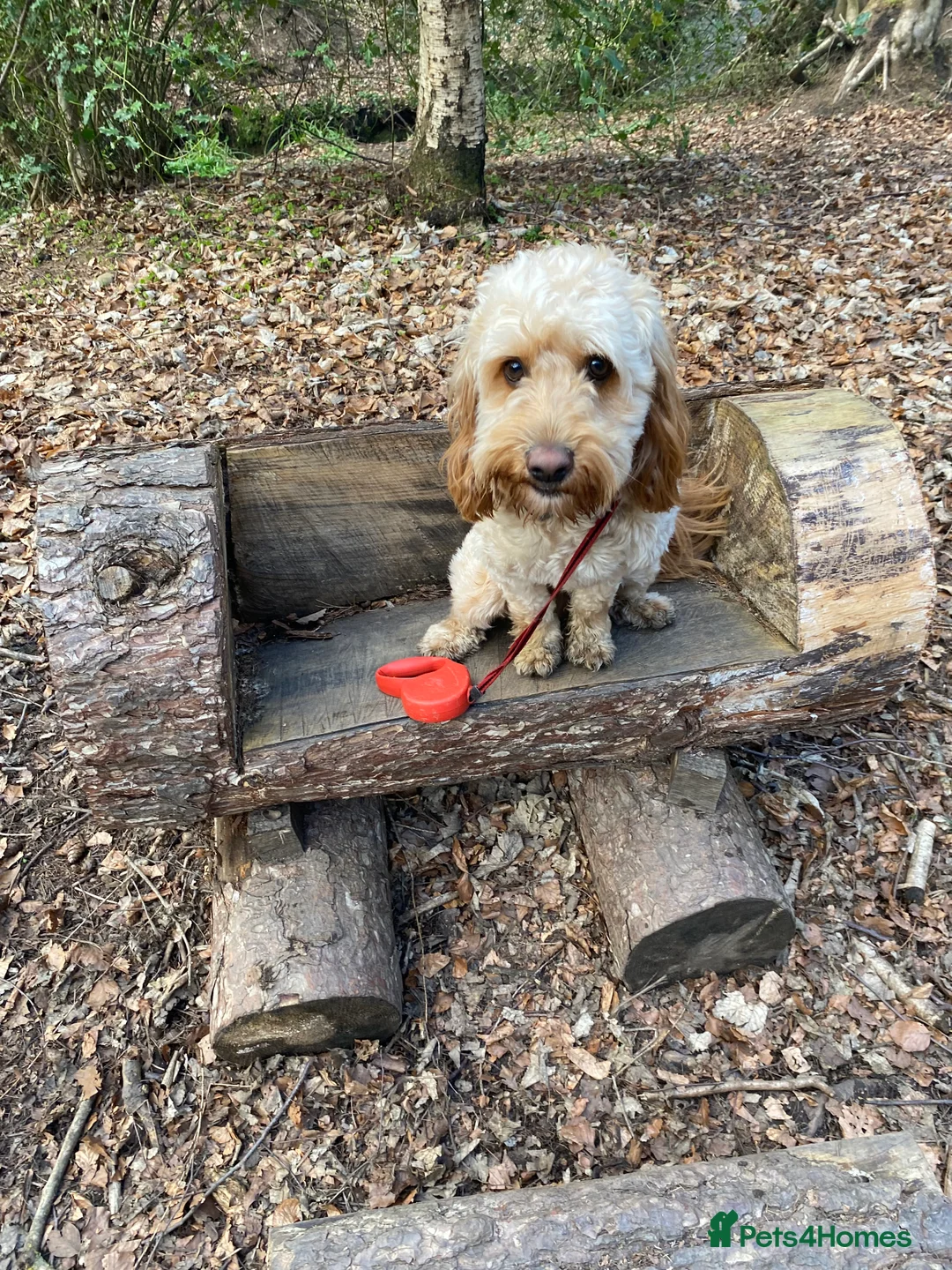 Cockapoo dogs for stud: Cockapoo stud in Durham - Advert 2