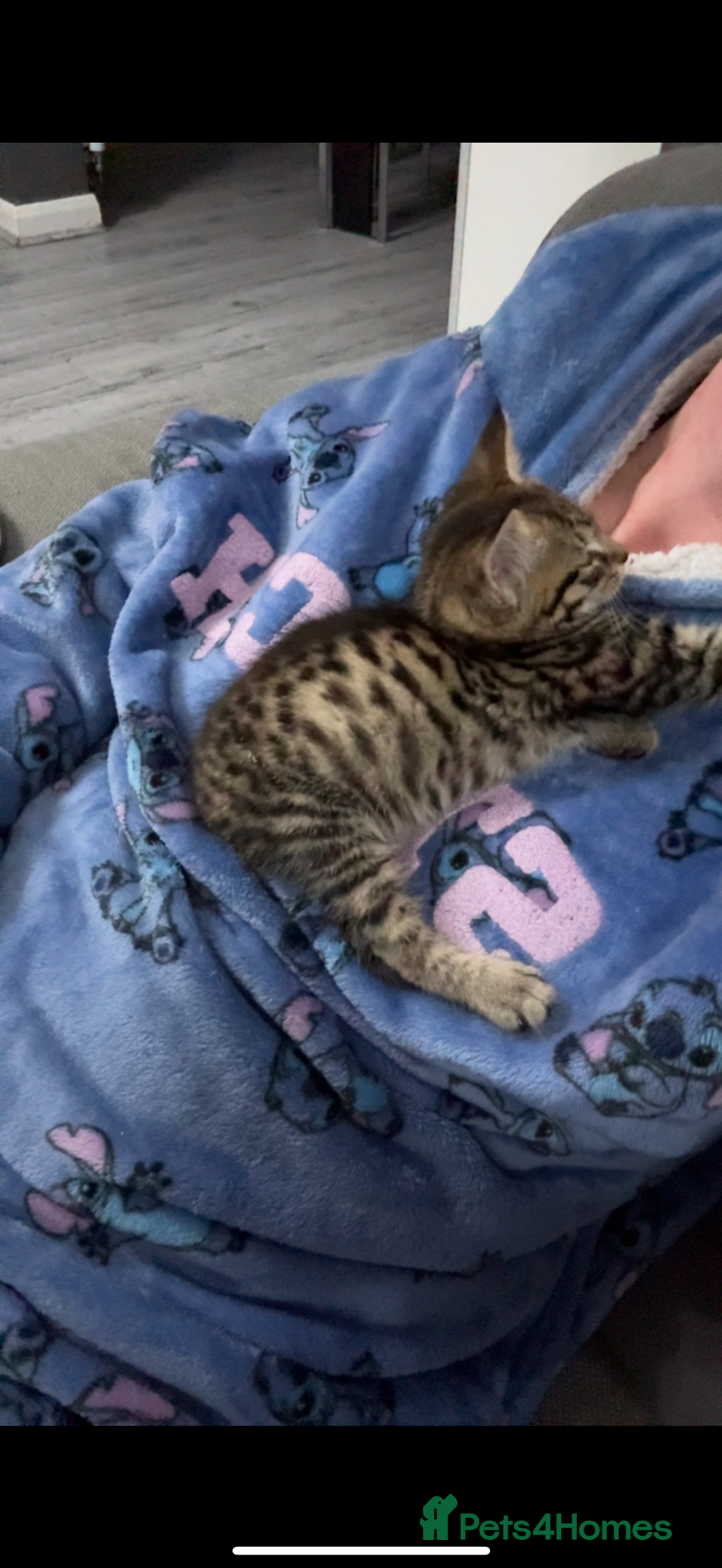Bengal cats for sale: Kitten for sale  - Advert 4