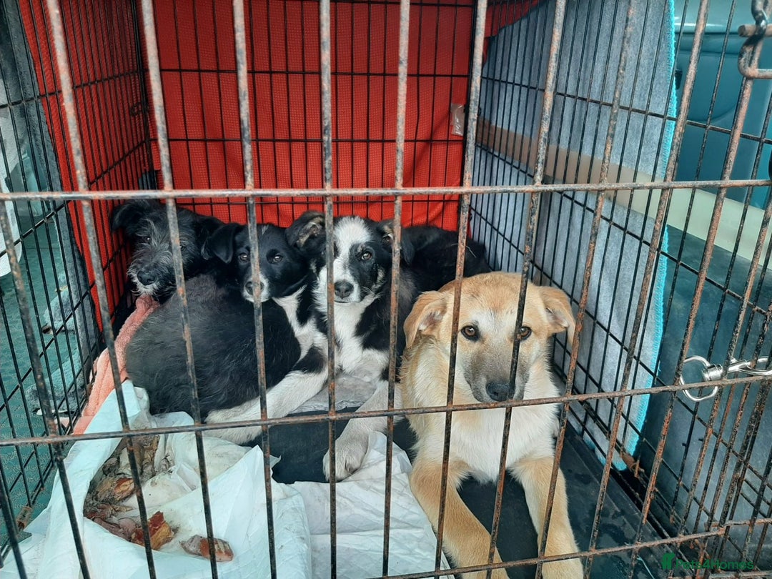 Mixed Breed dogs for adoption: 💙🐶 BENNY 🐶💙 - Image 3