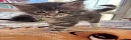 Maine Coon cats for sale: Maine coon kittens - Advert 15