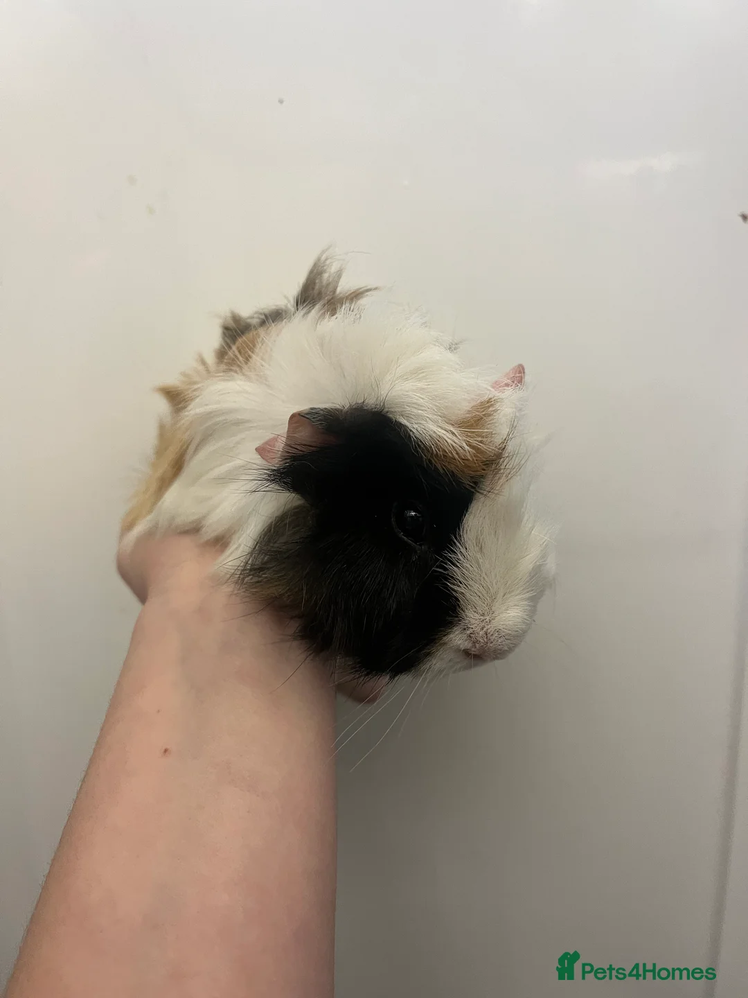 Guinea Pig rodents for sale: 2 male guinea pigs for sale  - Advert 2