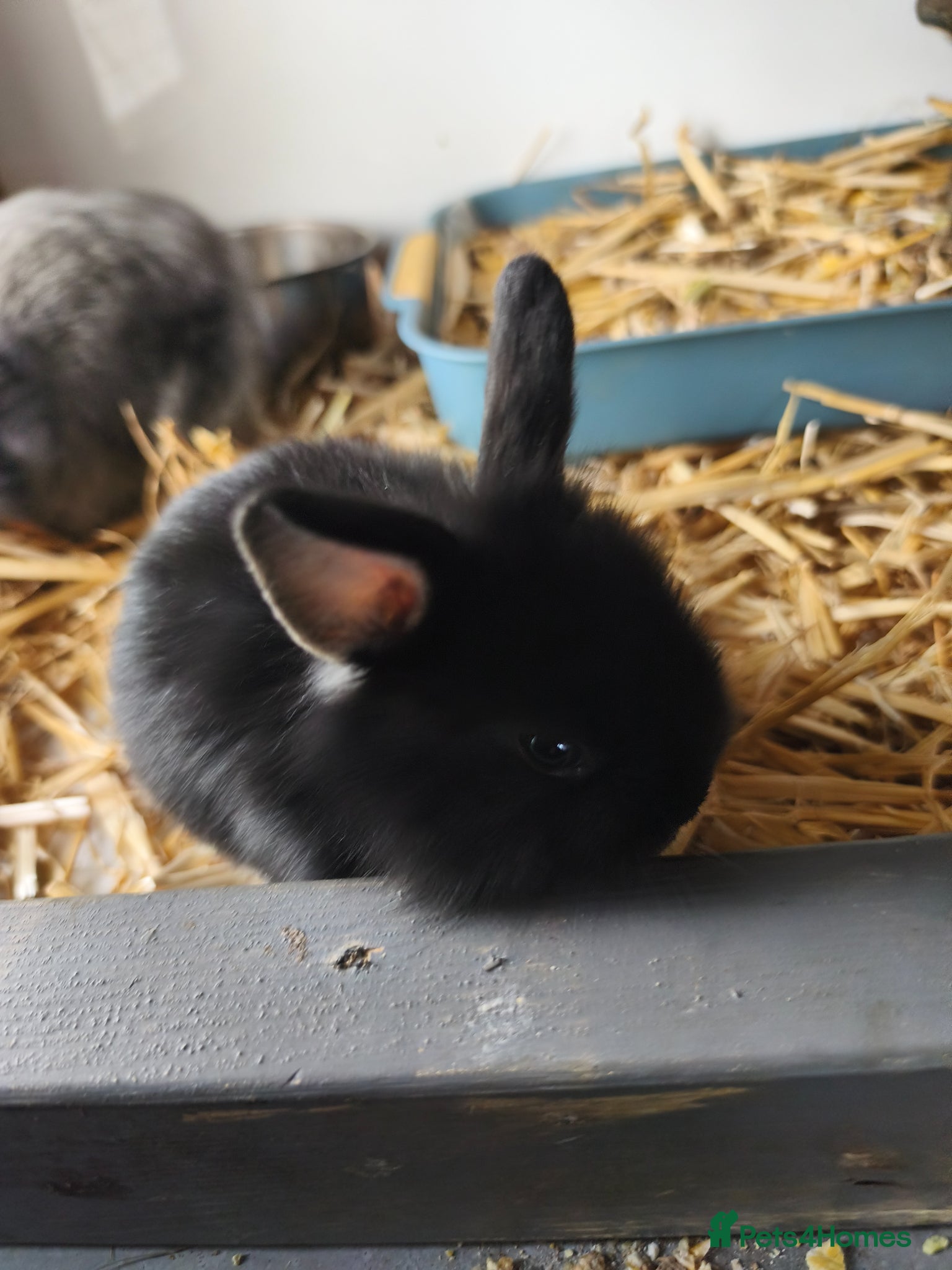 Mini Lop rabbits for sale: Rare Mini Lion Lop Babies for Sale  - Advert 20