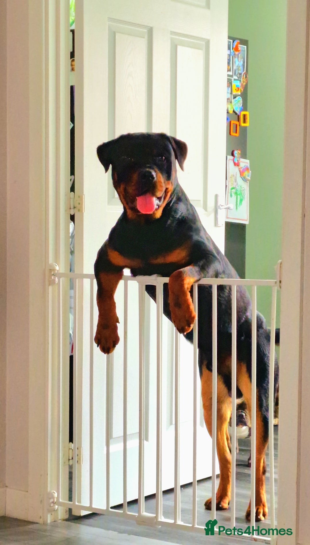 Rottweiler dogs for sale: 3 year old male rottweiler  - Advert 6